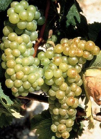 Agriturismo Ai Piacentini 산토 스테파노 벨보 외부 사진