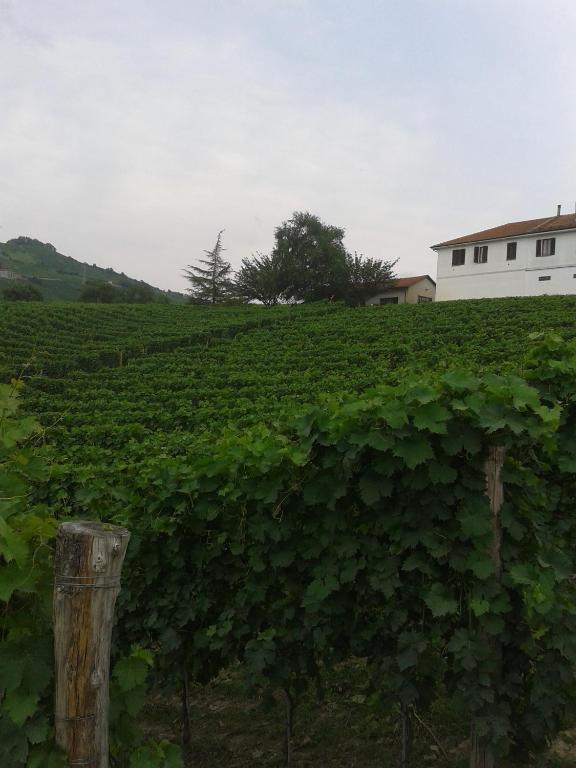 Agriturismo Ai Piacentini 산토 스테파노 벨보 외부 사진
